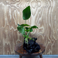 Pisces Enterprises One Only Anubias 'Barteri old type' on Medium Driftwood Creation - ONE ONLY - Awesome Buy Anubias Barteri on Medium Driftwood - One Only Awesome Scapeshop