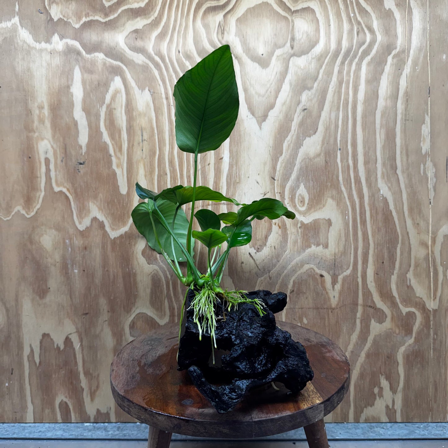 Pisces Enterprises One Only Anubias 'Barteri old type' on Medium Driftwood Creation - ONE ONLY - Awesome Buy Anubias Barteri on Medium Driftwood - One Only Awesome Scapeshop