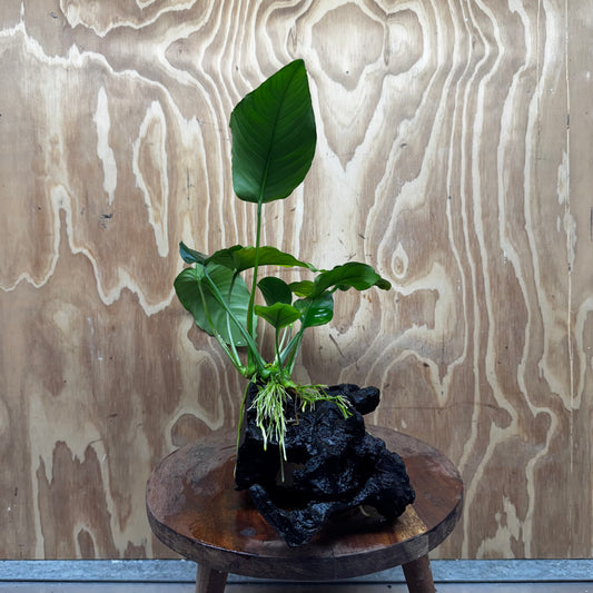 Pisces Enterprises One Only Anubias 'Barteri old type' on Medium Driftwood Creation - ONE ONLY - Awesome Buy Anubias Barteri on Medium Driftwood - One Only Awesome Scapeshop