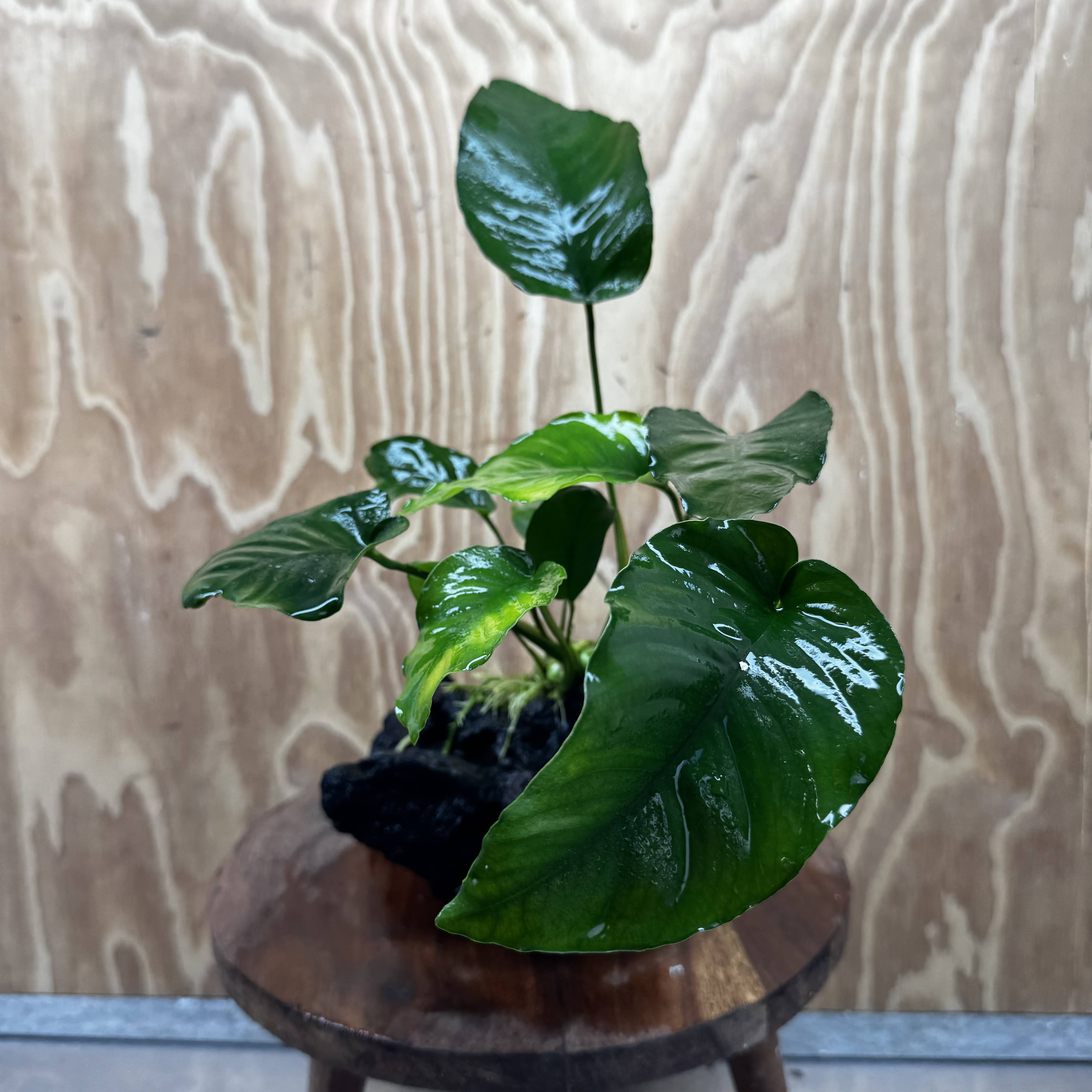 Pisces Enterprises One Only Anubias 'Barteri old type' on Medium Driftwood Creation - ONE ONLY - Awesome Buy Anubias Barteri on Medium Driftwood - One Only Awesome Scapeshop