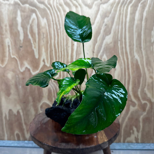 Pisces Enterprises One Only Anubias 'Barteri old type' on Medium Driftwood Creation - ONE ONLY - Awesome Buy Anubias Barteri on Medium Driftwood - One Only Awesome Scapeshop