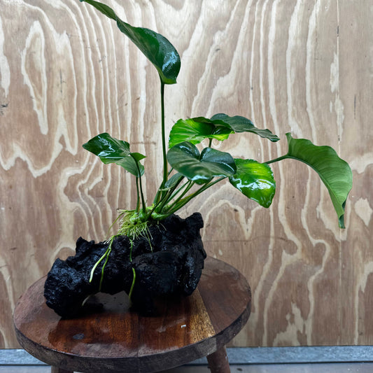 Pisces Enterprises One Only Anubias 'Barteri old type' on Medium Driftwood Creation - ONE ONLY - Awesome Buy Anubias Barteri on Medium Driftwood - One Only Awesome Scapeshop
