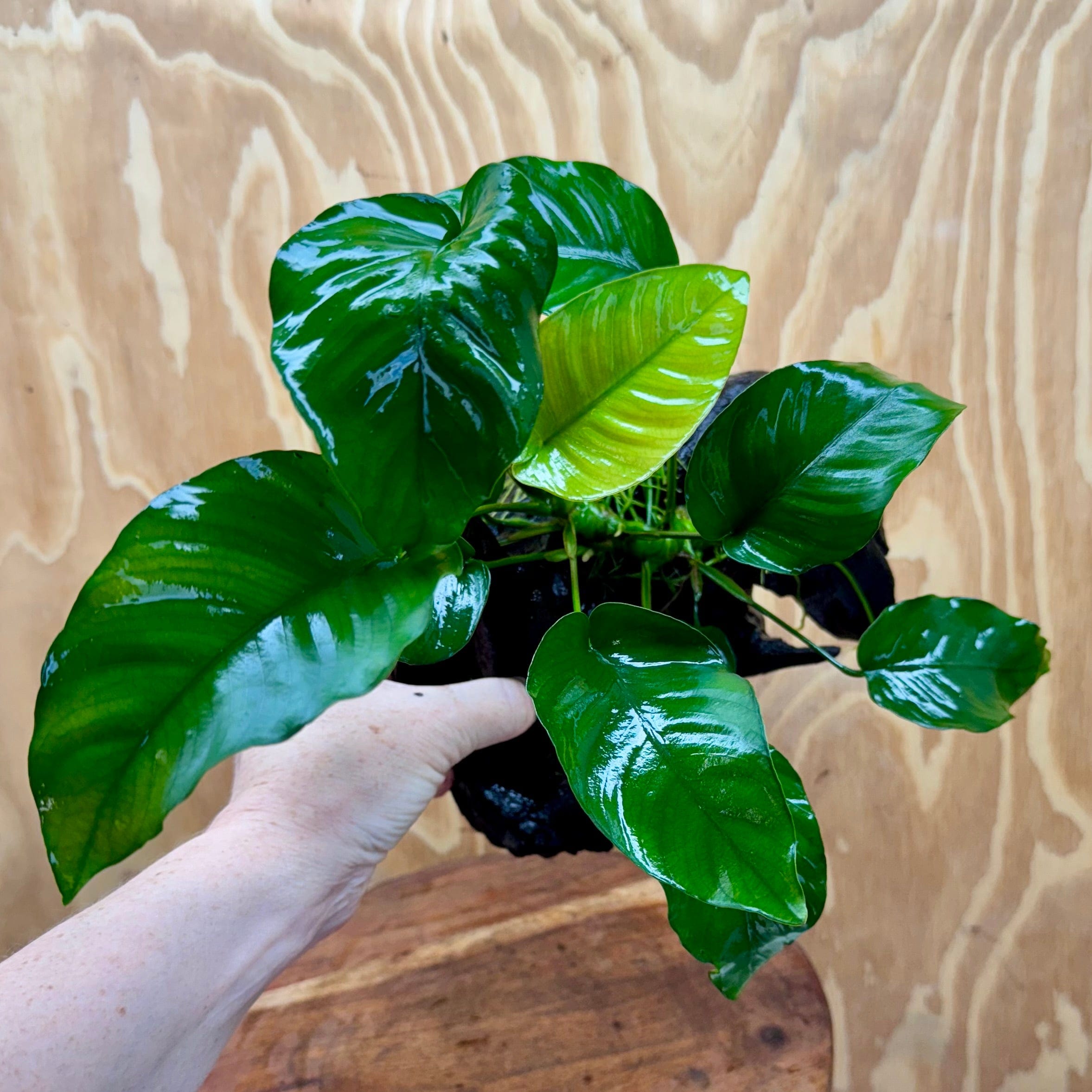 Scapeshop.com.au One Only Anubias 'Barteri Old Type' on Medium Driftwood Creation - One Only - Strong Anubias Jenny on Medium Driftwood - ONE ONLY - Scapeshop