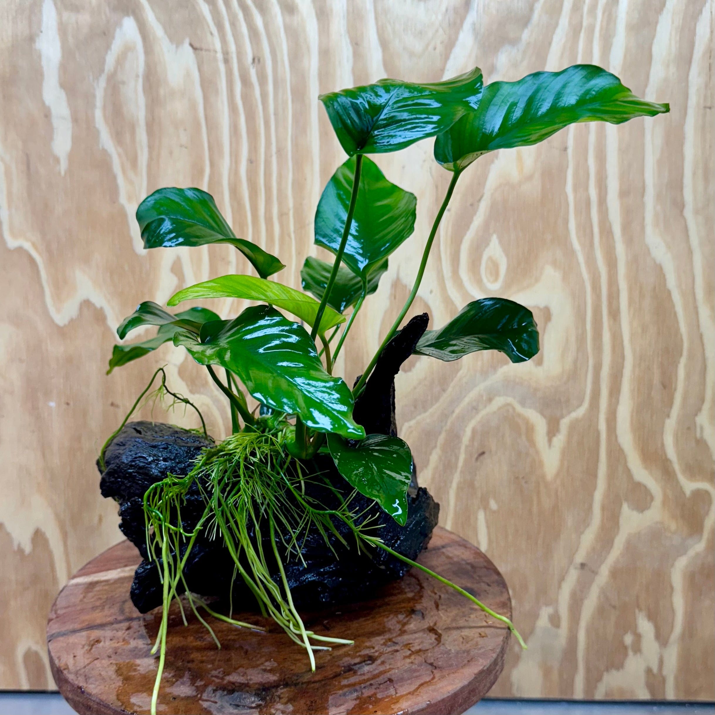 Scapeshop.com.au One Only Anubias 'Barteri Old Type' on Medium Driftwood Creation - One Only - Strong Anubias Jenny on Medium Driftwood - ONE ONLY - Scapeshop