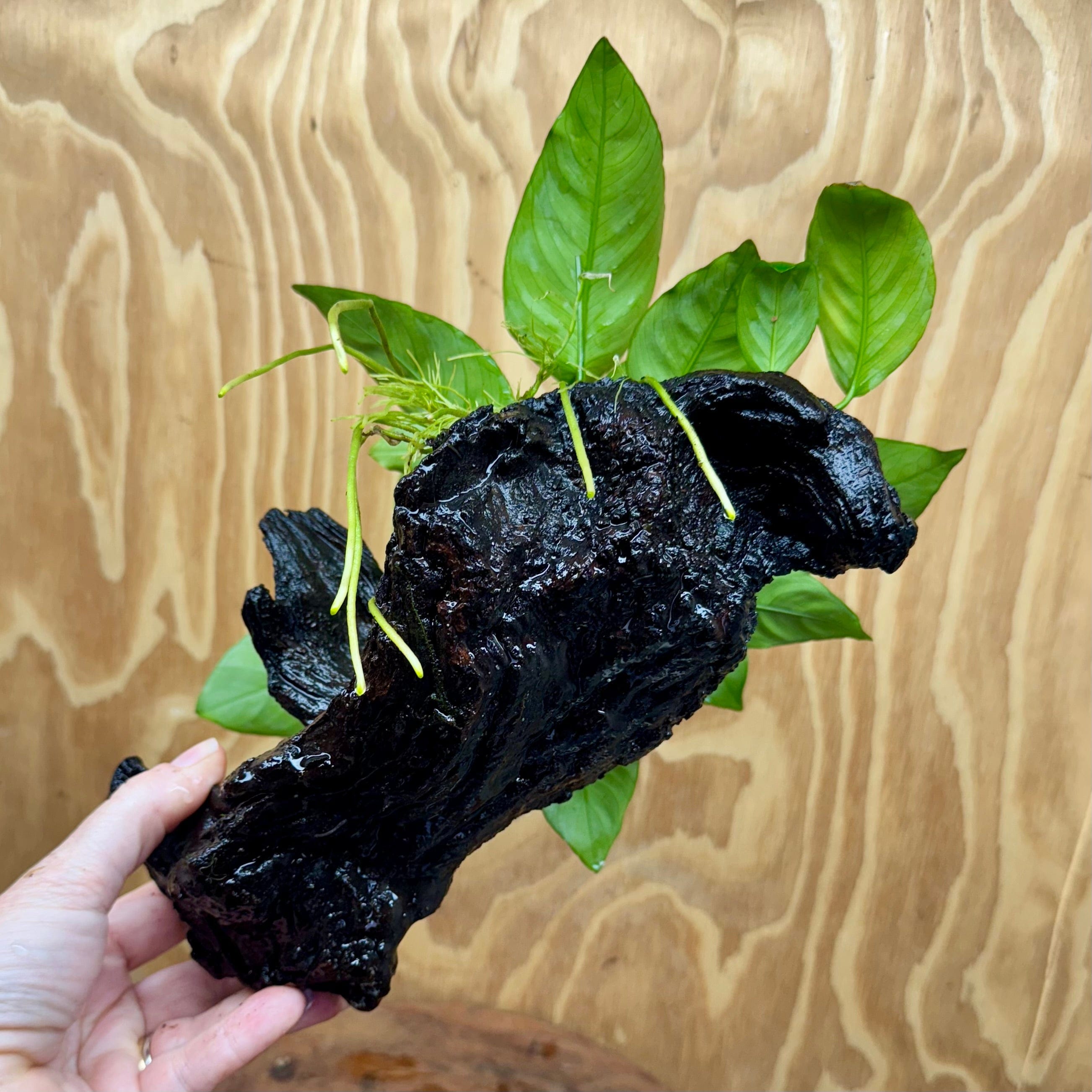 Scapeshop.com.au One Only Anubias 'Barteri Old Type' on Medium Driftwood Creation - One Only - Strong Anubias Jenny on Medium Driftwood - ONE ONLY - Scapeshop