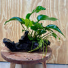 Scapeshop.com.au One Only Anubias 'Barteri Old Type' on Medium Driftwood Creation - One Only - Strong Anubias Jenny on Medium Driftwood - ONE ONLY - Scapeshop