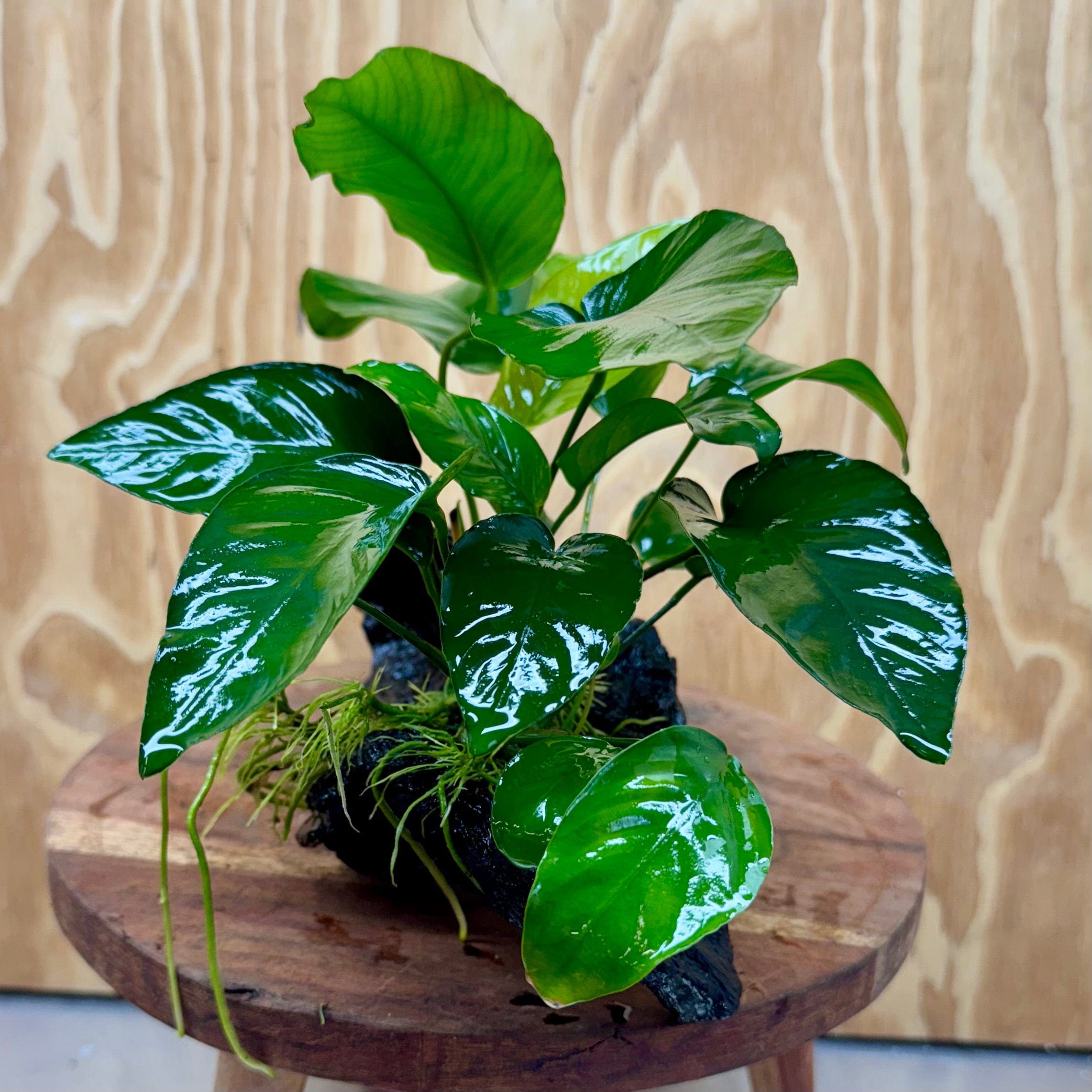 Scapeshop.com.au One Only Anubias 'Barteri Old Type' on Medium Driftwood Creation - One Only - Strong Anubias Jenny on Medium Driftwood - ONE ONLY - Scapeshop