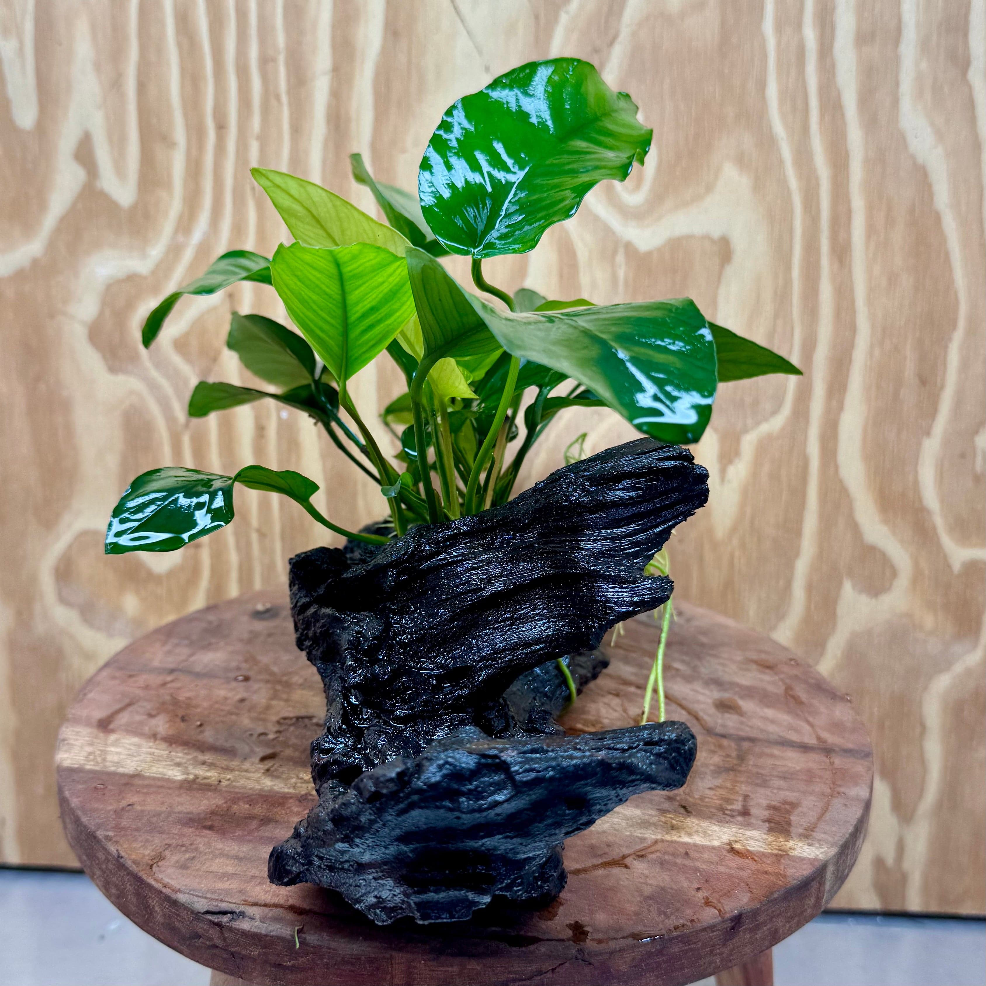 Scapeshop.com.au One Only Anubias 'Barteri Old Type' on Medium Driftwood Creation - One Only - Strong Anubias Jenny on Medium Driftwood - ONE ONLY - Scapeshop