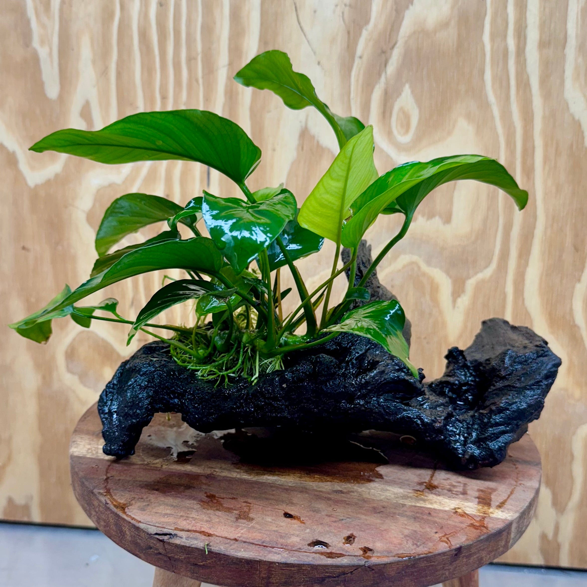 Scapeshop.com.au One Only Anubias 'Barteri Old Type' on Medium Driftwood Creation - One Only - Strong Anubias Jenny on Medium Driftwood - ONE ONLY - Scapeshop