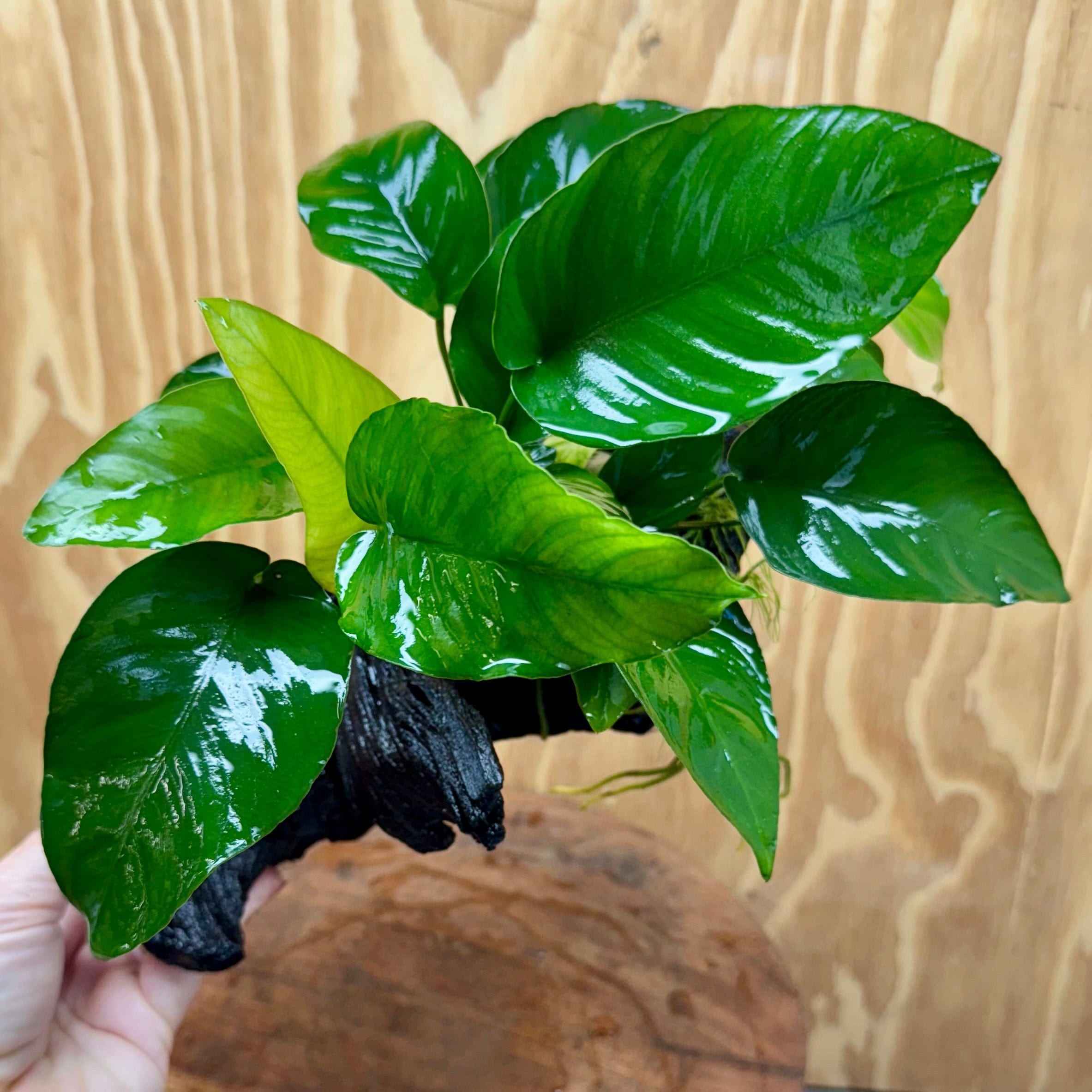 Scapeshop.com.au One Only Anubias 'Barteri Old Type' on Medium Driftwood Creation - One Only - Strong Anubias Jenny on Medium Driftwood - ONE ONLY - Scapeshop