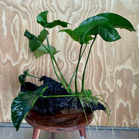 Pisces Enterprises One Only Anubias 'Barteri' on Extra-Large Driftwood Creation - ONE ONLY Anubias Barteri on Extra-Large Driftwood - One Only  Scapeshop Australia