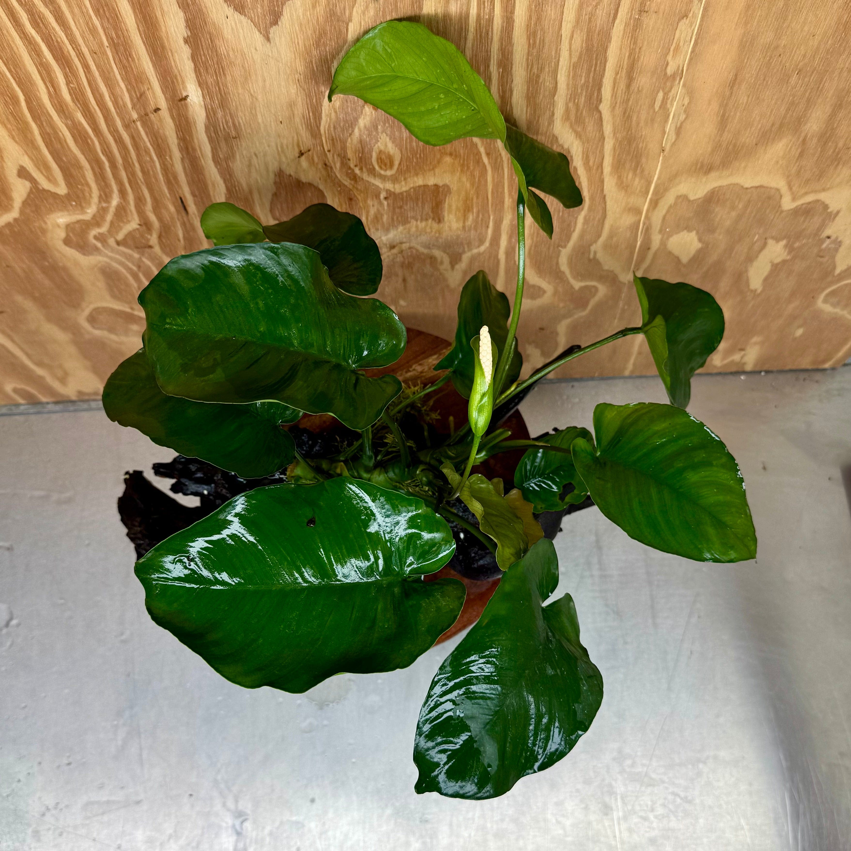 Pisces Enterprises One Only Anubias 'Barteri' on Extra-Large Driftwood Creation - ONE ONLY Anubias Barteri on Extra-Large Driftwood - One Only  Scapeshop Australia