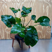 Pisces Enterprises One Only Anubias 'Barteri' on Extra-Large Driftwood Creation - ONE ONLY Anubias Barteri on Extra-Large Driftwood - One Only  Scapeshop Australia