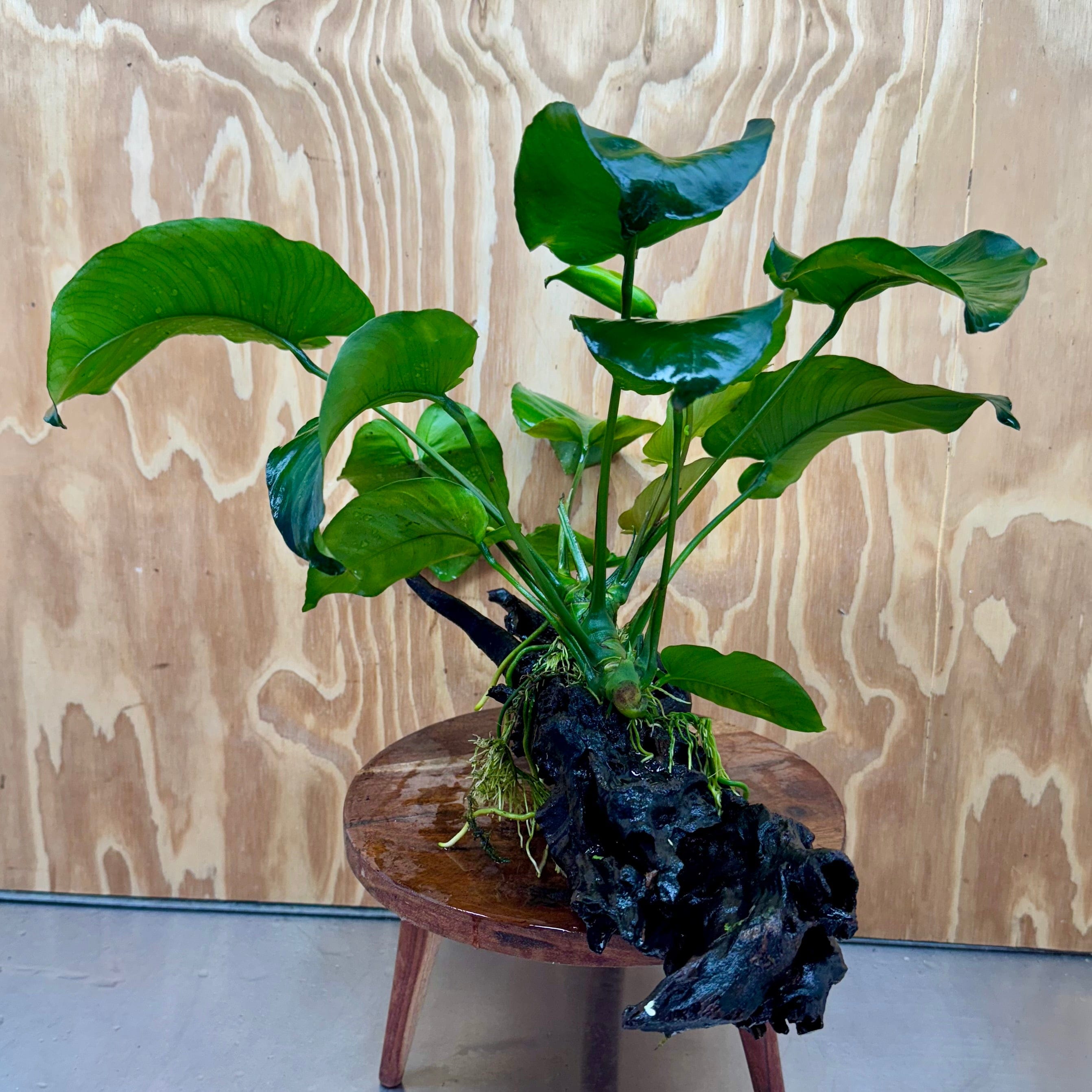 Pisces Enterprises One Only Anubias 'Barteri' on Extra-Large Driftwood Creation - ONE ONLY Anubias Barteri on Extra-Large Driftwood - One Only  Scapeshop Australia
