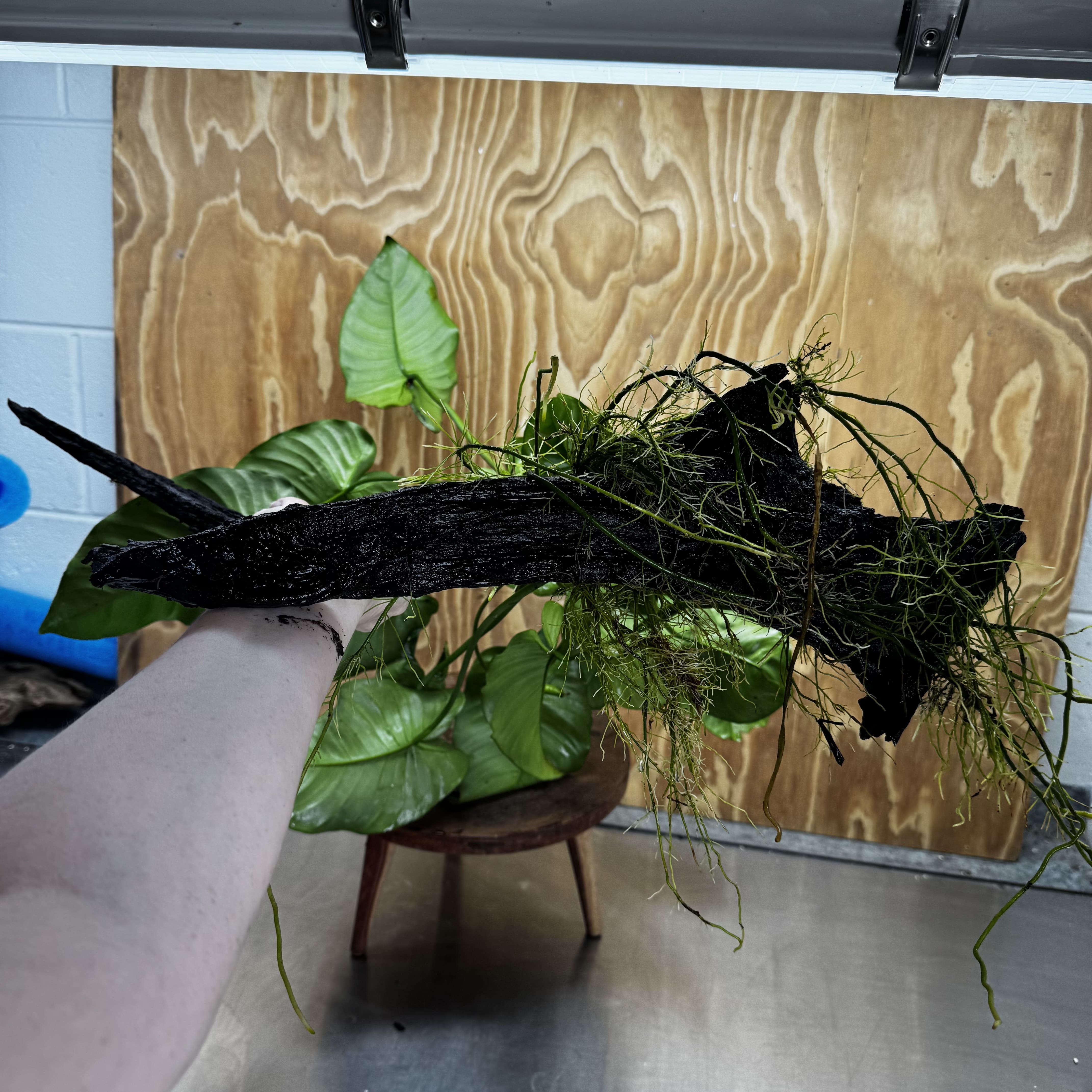 Pisces Enterprises One Only Anubias 'Barteri' on Extra-Large Driftwood Creation - ONE ONLY Anubias Barteri on Extra-Large Driftwood - One Only  Scapeshop Australia