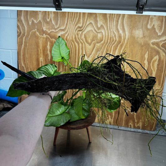 Pisces Enterprises One Only Anubias 'Barteri' on Extra-Large Driftwood Creation - ONE ONLY Anubias Barteri on Extra-Large Driftwood - One Only  Scapeshop Australia
