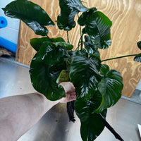 Pisces Enterprises One Only Anubias 'Barteri' on Extra-Large Driftwood Creation - ONE ONLY Anubias Barteri on Extra-Large Driftwood - One Only  Scapeshop Australia