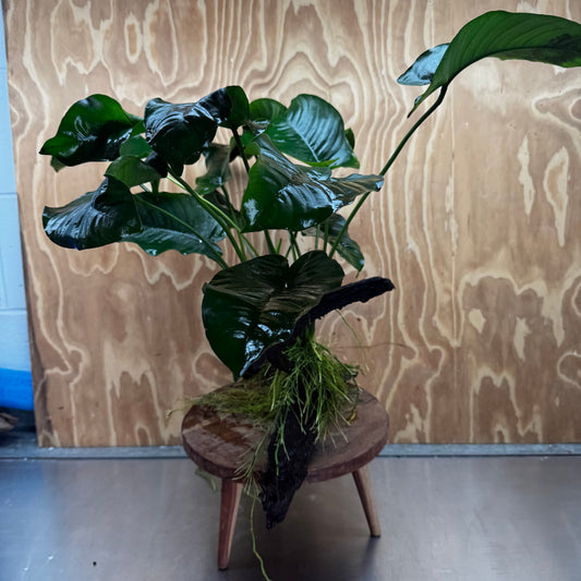 Pisces Enterprises One Only Anubias 'Barteri' on Extra-Large Driftwood Creation - ONE ONLY Anubias Barteri on Extra-Large Driftwood - One Only  Scapeshop Australia