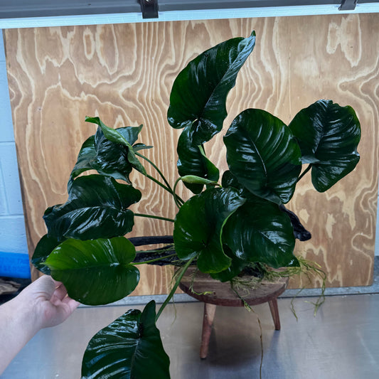 Pisces Enterprises One Only Anubias 'Barteri' on Extra-Large Driftwood Creation - ONE ONLY Anubias Barteri on Extra-Large Driftwood - One Only  Scapeshop Australia