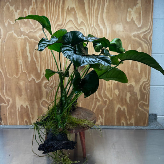 Pisces Enterprises One Only Anubias 'Barteri' on Extra-Large Driftwood Creation - ONE ONLY Anubias Barteri on Extra-Large Driftwood - One Only  Scapeshop Australia