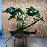 Pisces Enterprises One Only Anubias 'Barteri' on Extra-Large Driftwood Creation - ONE ONLY Anubias Barteri on Extra-Large Driftwood - One Only  Scapeshop Australia