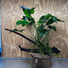 Pisces Enterprises One Only Anubias 'Barteri' on Extra-Large Driftwood Creation - ONE ONLY Anubias Barteri on Extra-Large Driftwood - One Only  Scapeshop Australia