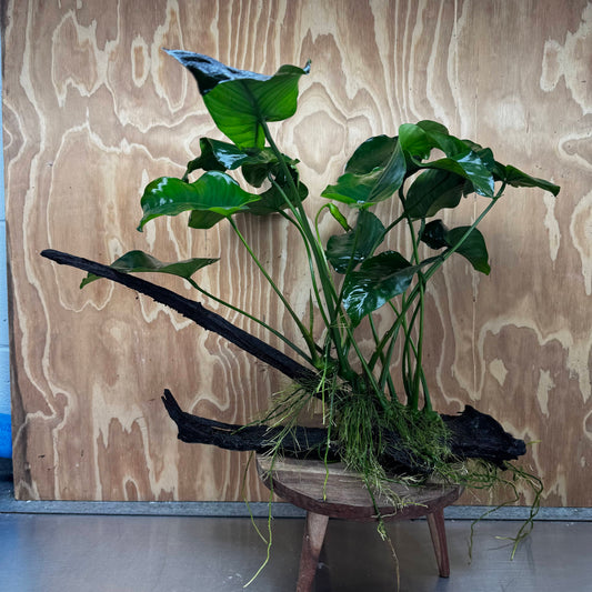 Pisces Enterprises One Only Anubias 'Barteri' on Extra-Large Driftwood Creation - ONE ONLY Anubias Barteri on Extra-Large Driftwood - One Only  Scapeshop Australia