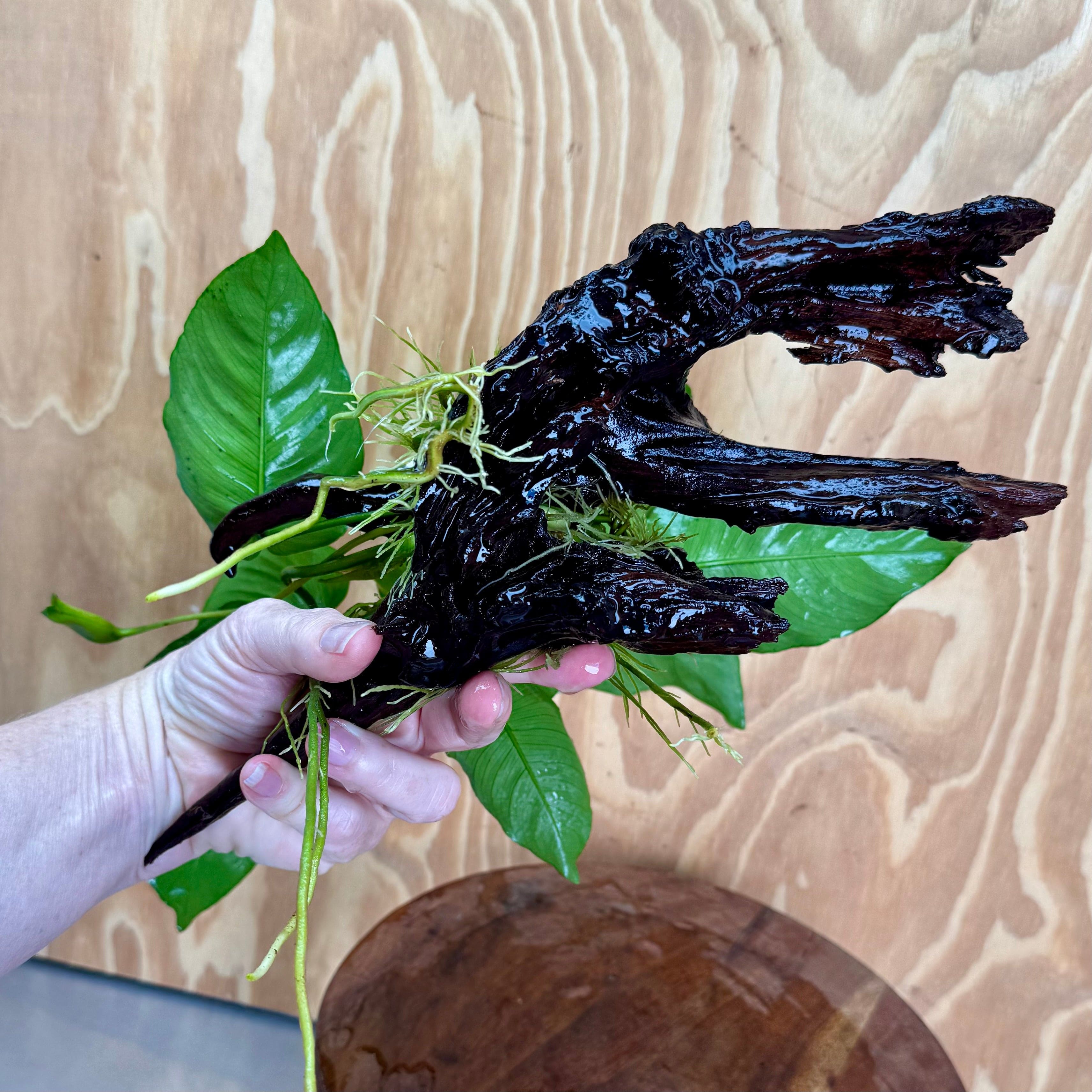 Pisces Enterprises One Only Anubias 'Barteri' on Large Driftwood Creation - ONE ONLY Anubias Barteri on Large Driftwood - One Only (D) Scapeshop Australia