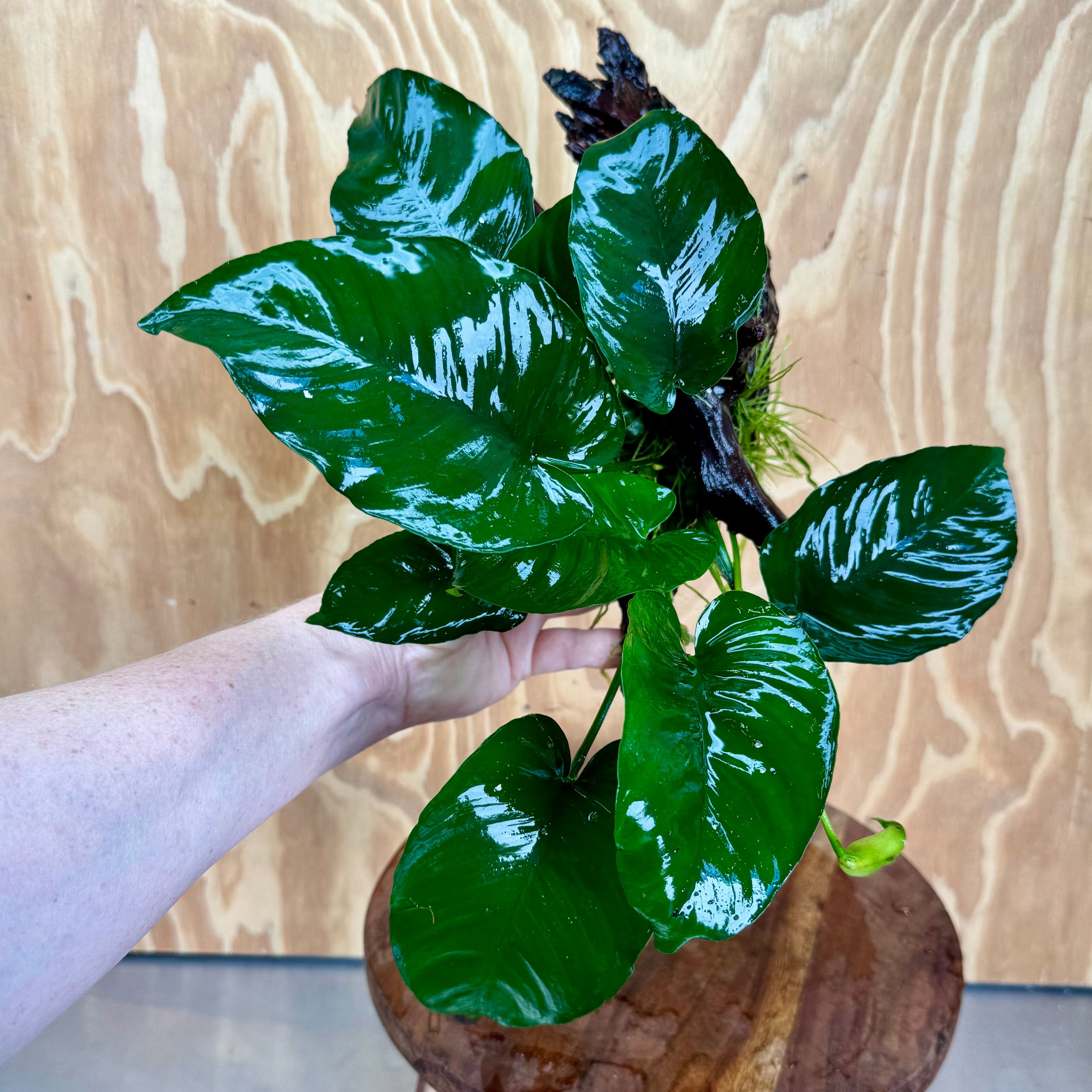 Pisces Enterprises One Only Anubias 'Barteri' on Large Driftwood Creation - ONE ONLY Anubias Barteri on Large Driftwood - One Only (D) Scapeshop Australia