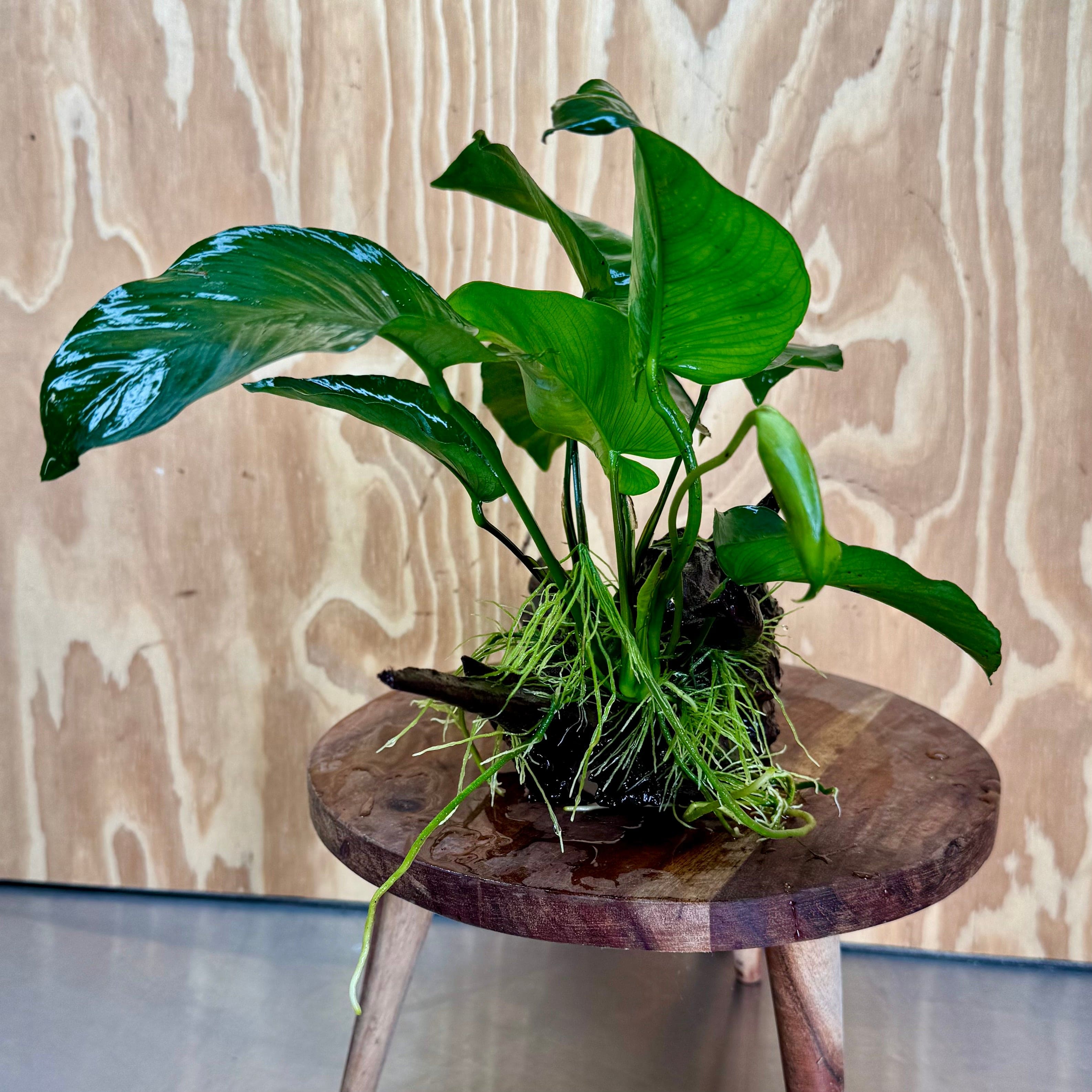 Pisces Enterprises One Only Anubias 'Barteri' on Large Driftwood Creation - ONE ONLY Anubias Barteri on Large Driftwood - One Only (D) Scapeshop Australia