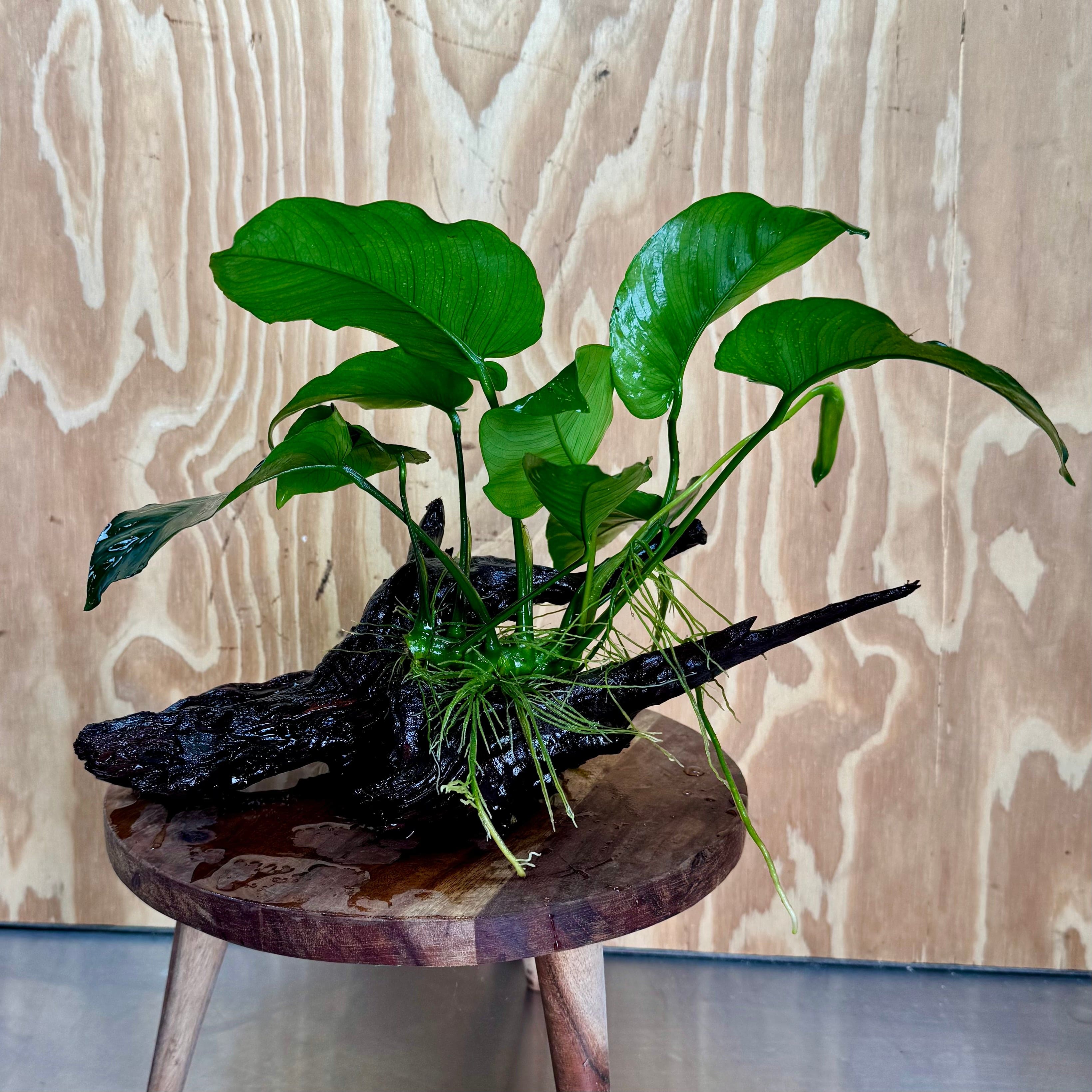 Pisces Enterprises One Only Anubias 'Barteri' on Large Driftwood Creation - ONE ONLY Anubias Barteri on Large Driftwood - One Only (D) Scapeshop Australia