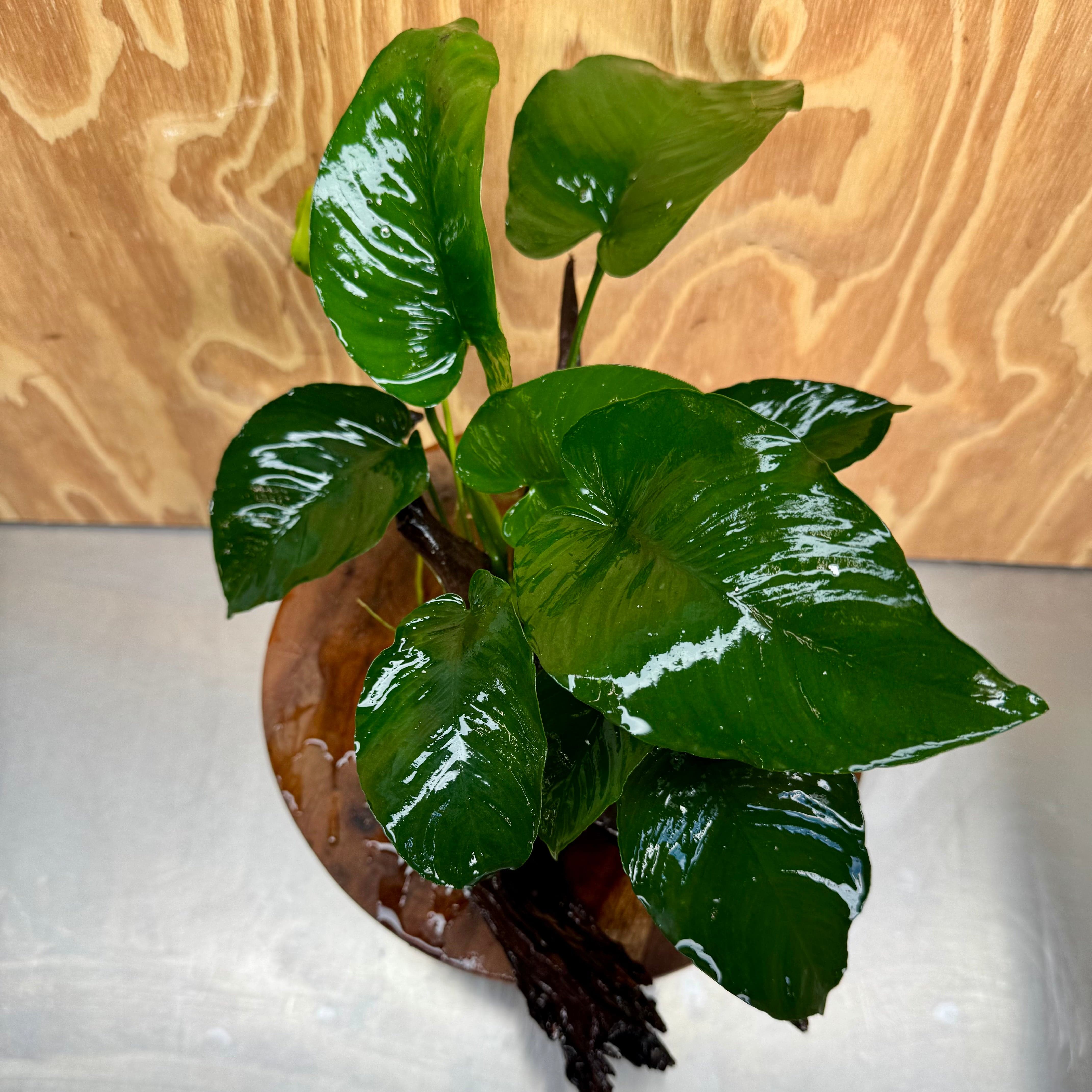 Pisces Enterprises One Only Anubias 'Barteri' on Large Driftwood Creation - ONE ONLY Anubias Barteri on Large Driftwood - One Only (D) Scapeshop Australia