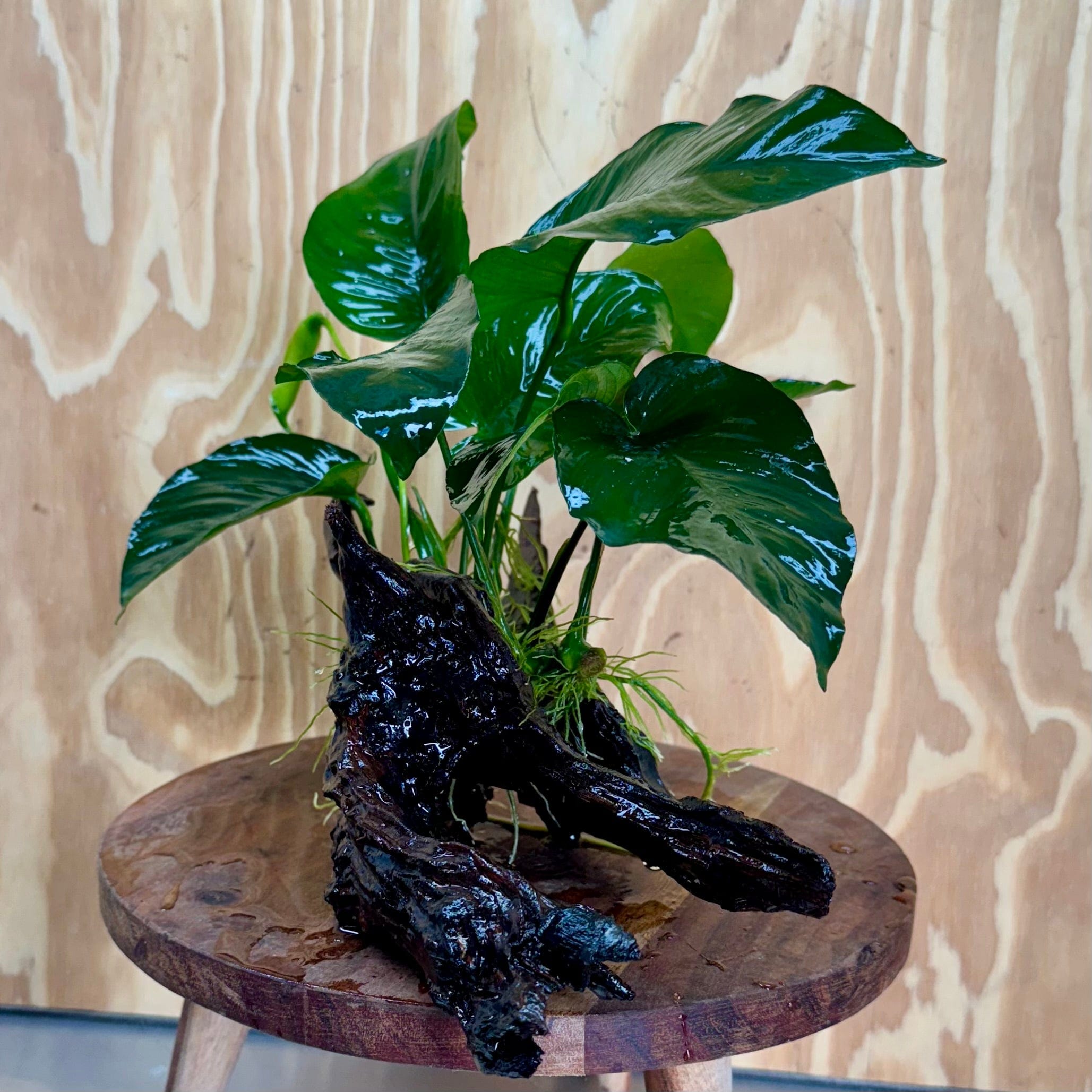 Pisces Enterprises One Only Anubias 'Barteri' on Large Driftwood Creation - ONE ONLY Anubias Barteri on Large Driftwood - One Only (D) Scapeshop Australia