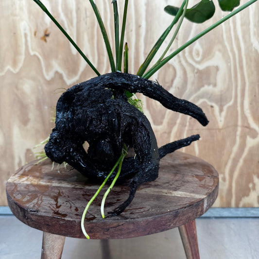 Pisces Enterprises One Only Anubias 'Barteri' on Large Driftwood Creation - ONE ONLY Fabulous Choose from Photos of Anubias Barteri on Large Driftwood - One Only 