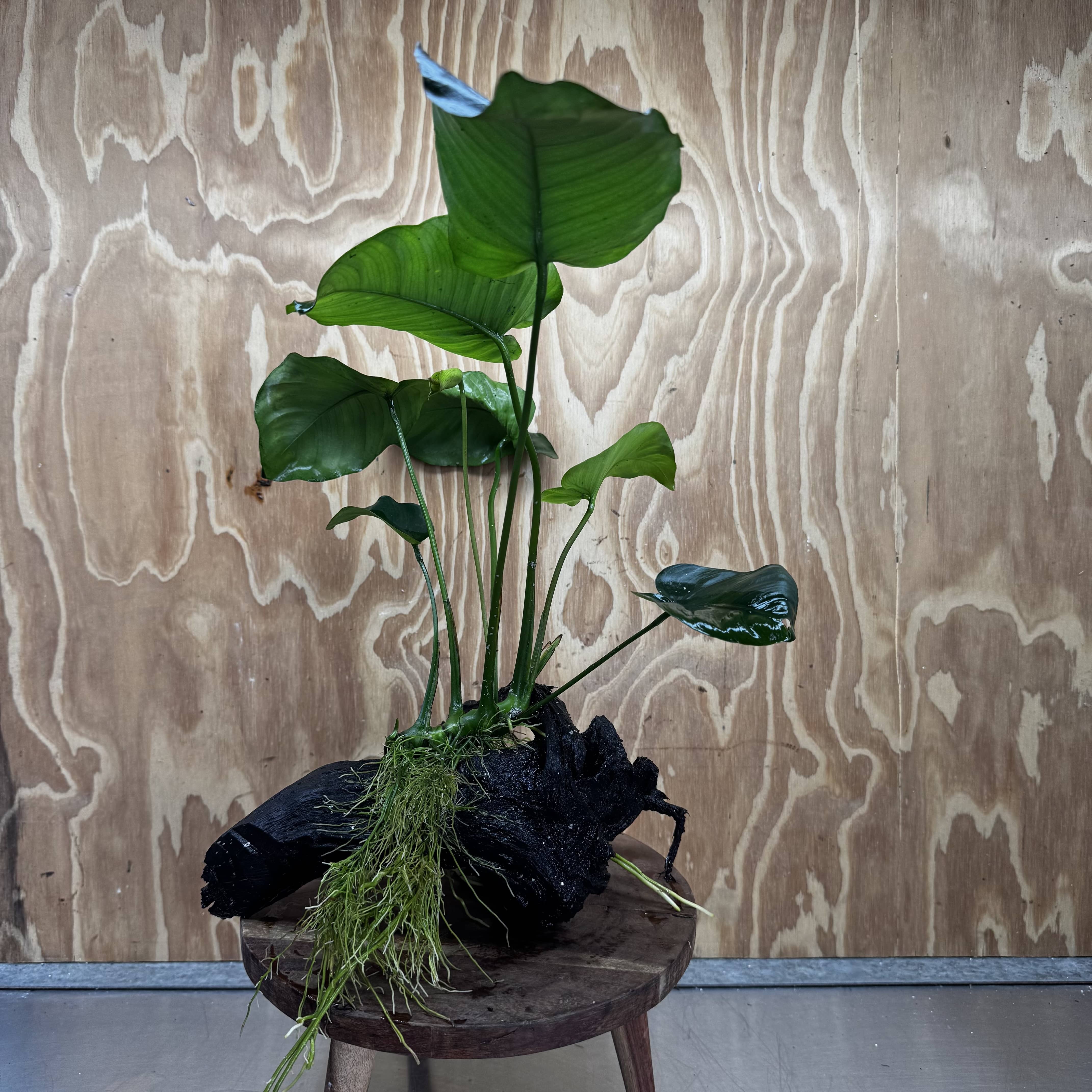 Pisces Enterprises One Only Anubias 'Barteri' on Large Driftwood Creation - ONE ONLY Fabulous Choose from Photos of Anubias Barteri on Large Driftwood - One Only 