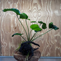 Pisces Enterprises One Only Anubias 'Barteri' on Large Driftwood Creation - ONE ONLY Fabulous Choose from Photos of Anubias Barteri on Large Driftwood - One Only 