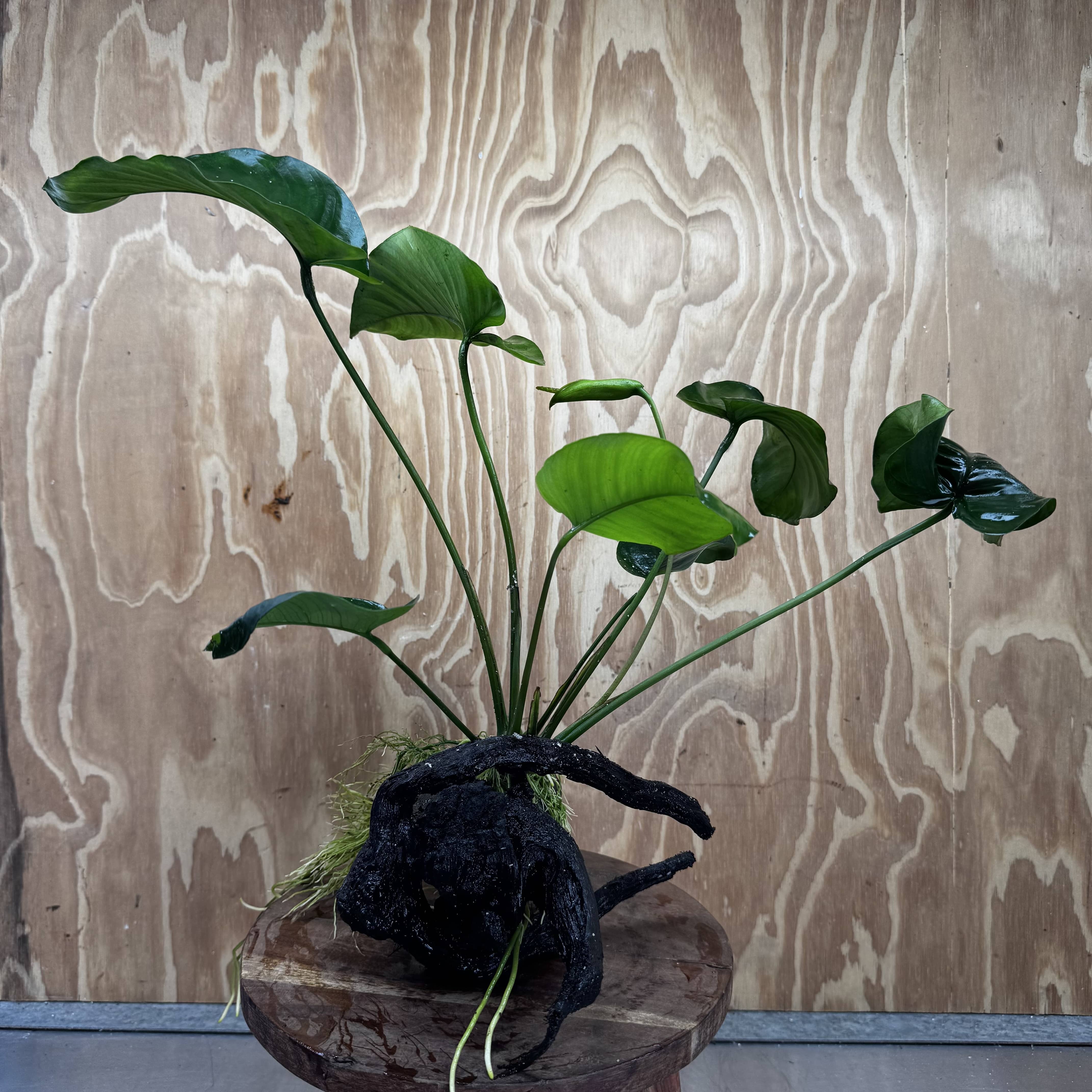 Pisces Enterprises One Only Anubias 'Barteri' on Large Driftwood Creation - ONE ONLY Fabulous Choose from Photos of Anubias Barteri on Large Driftwood - One Only 