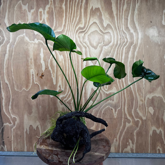 Pisces Enterprises One Only Anubias 'Barteri' on Large Driftwood Creation - ONE ONLY Fabulous Choose from Photos of Anubias Barteri on Large Driftwood - One Only 