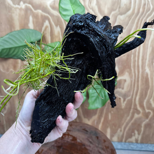 Pisces Enterprises One Only Anubias 'Barteri' on Large Driftwood Creation - ONE ONLY Fabulous Choose from Photos of Anubias Barteri on Large Driftwood - One Only 