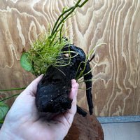 Pisces Enterprises One Only Anubias 'Barteri' on Large Driftwood Creation - ONE ONLY Fabulous Choose from Photos of Anubias Barteri on Large Driftwood - One Only 