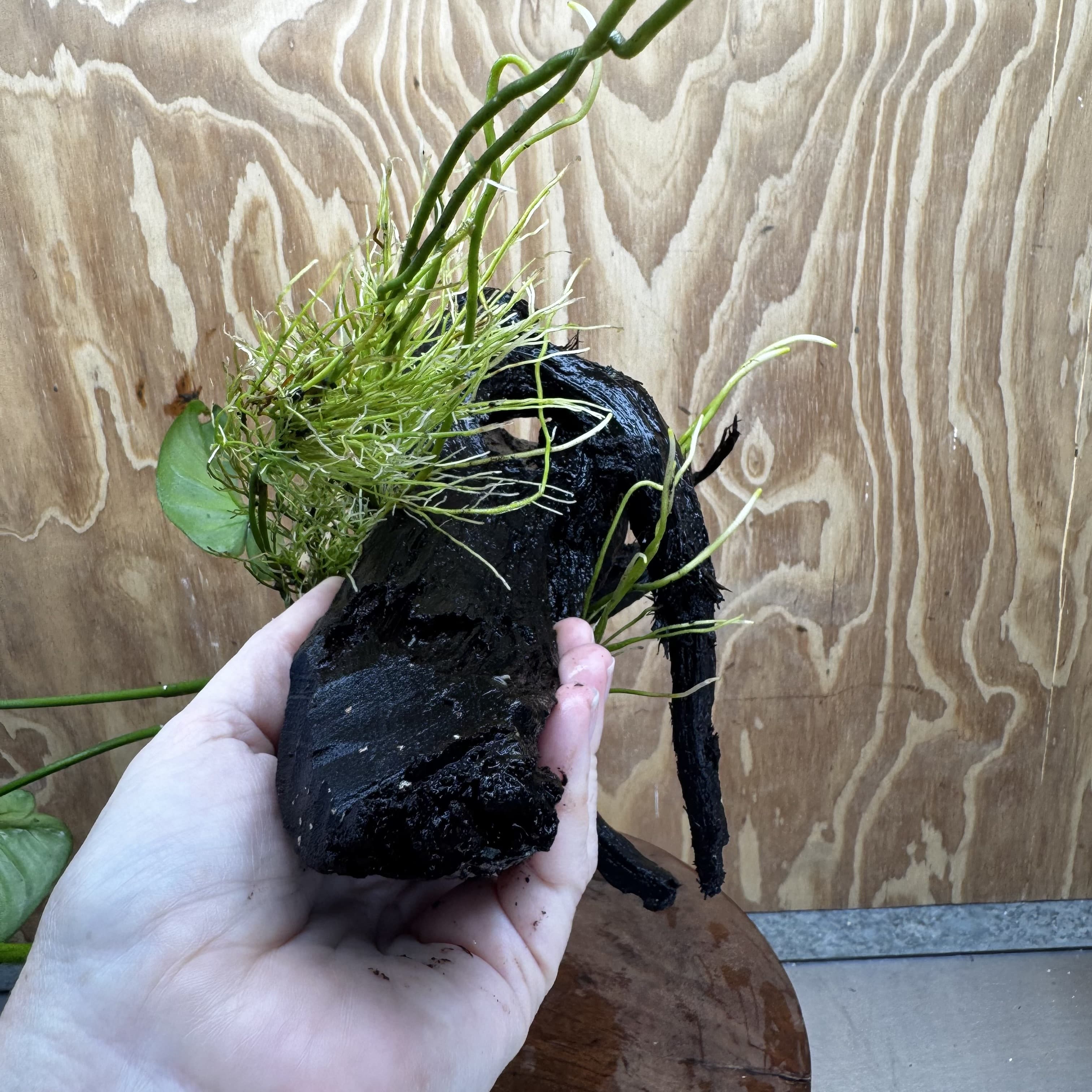 Pisces Enterprises One Only Anubias 'Barteri' on Large Driftwood Creation - ONE ONLY Fabulous Choose from Photos of Anubias Barteri on Large Driftwood - One Only 