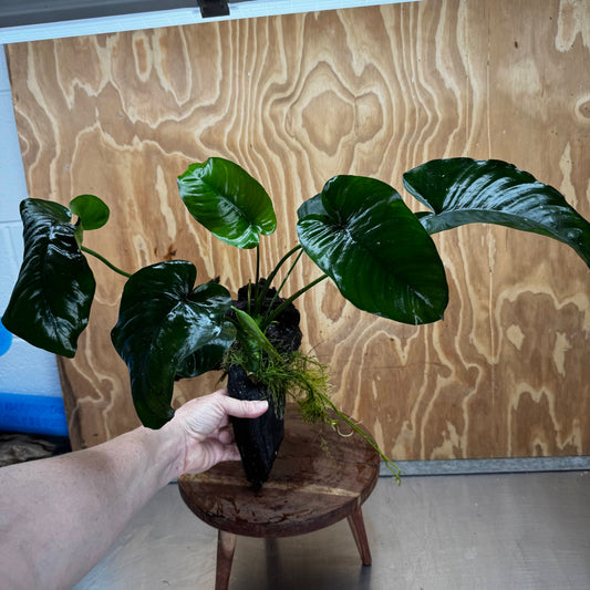 Pisces Enterprises One Only Anubias 'Barteri' on Large Driftwood Creation - ONE ONLY Fabulous Choose from Photos of Anubias Barteri on Large Driftwood - One Only 