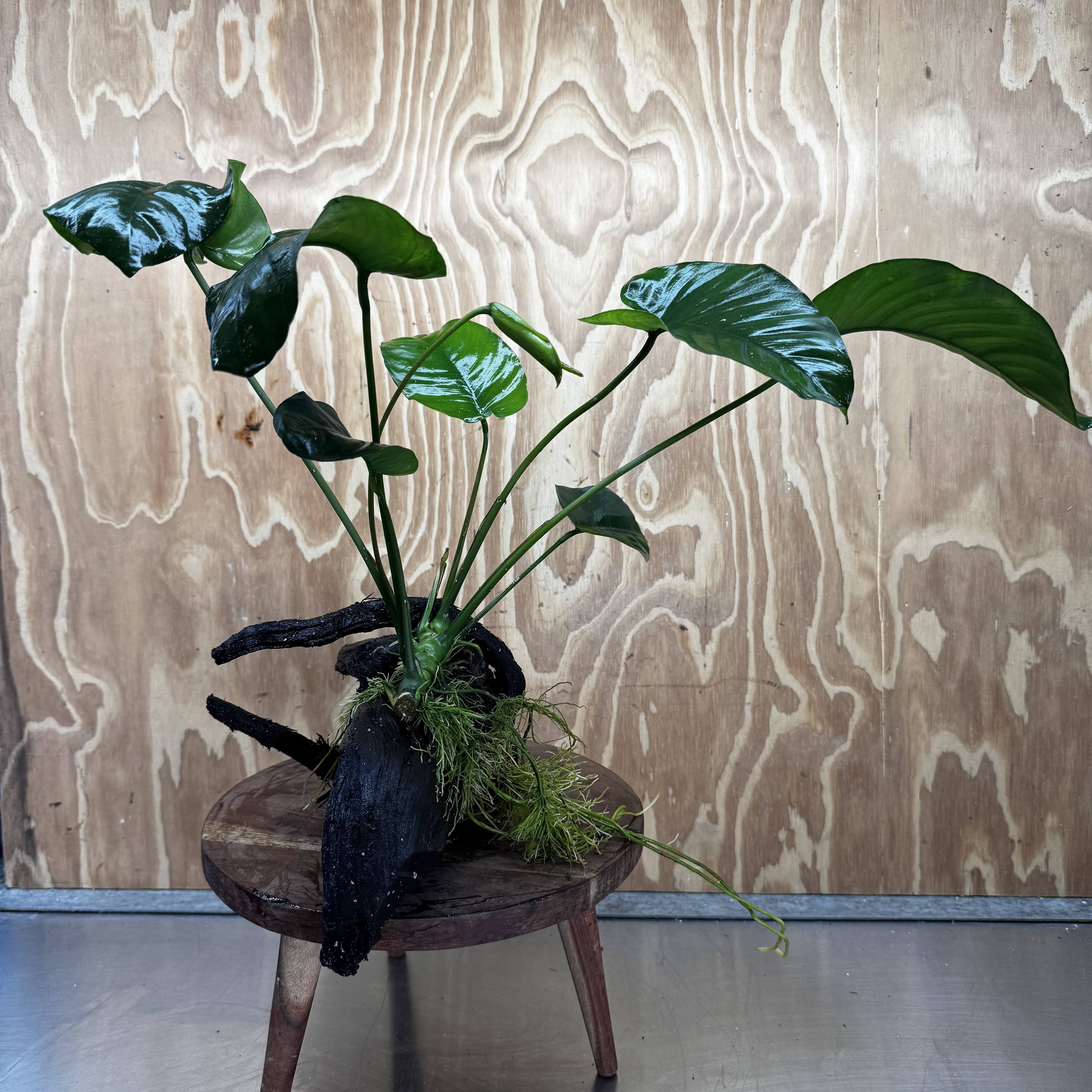 Pisces Enterprises One Only Anubias 'Barteri' on Large Driftwood Creation - ONE ONLY Fabulous Choose from Photos of Anubias Barteri on Large Driftwood - One Only 