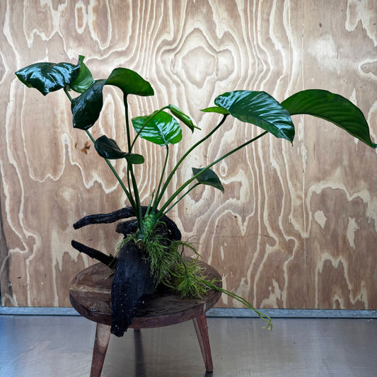 Pisces Enterprises One Only Anubias 'Barteri' on Large Driftwood Creation - ONE ONLY Fabulous Choose from Photos of Anubias Barteri on Large Driftwood - One Only 