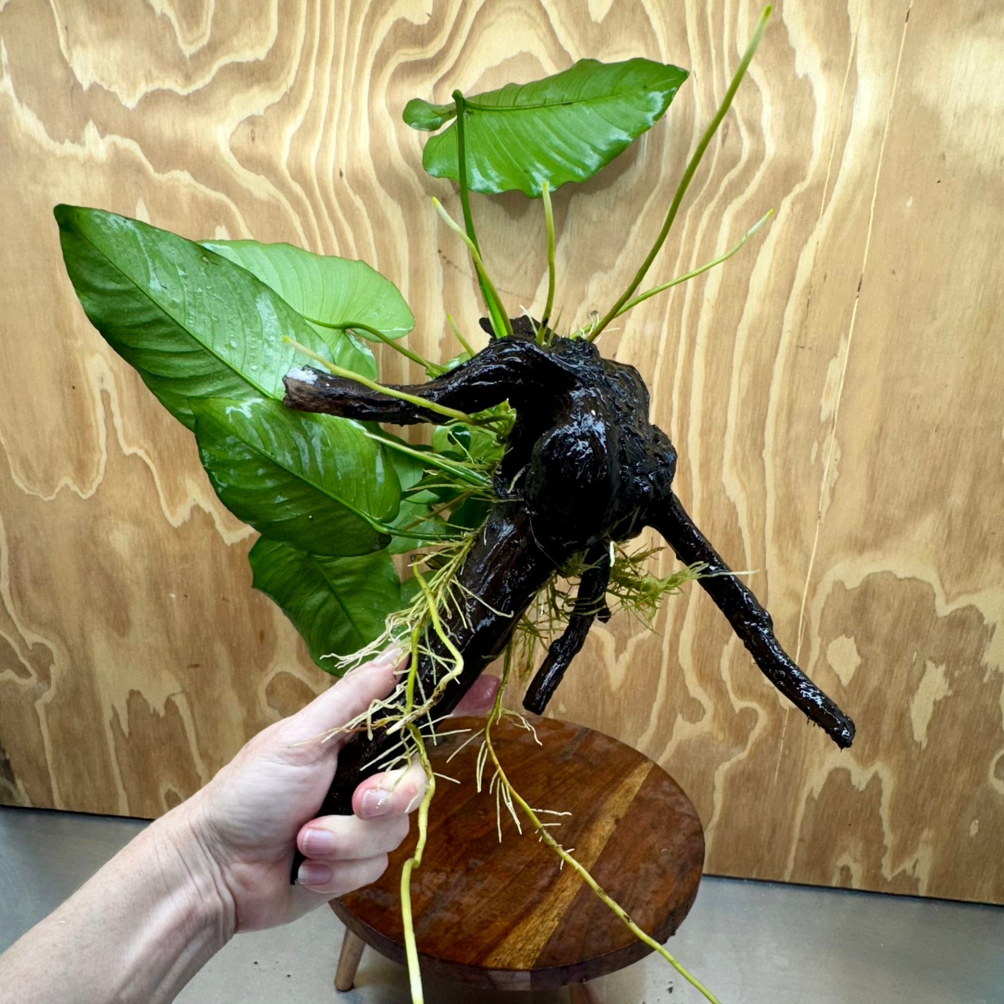 Scapeshop.com.au One Only Anubias 'Barteri' on Large Driftwood Creation - One Only - Strong Anubias Jenny on Medium Driftwood - ONE ONLY - Scapeshop