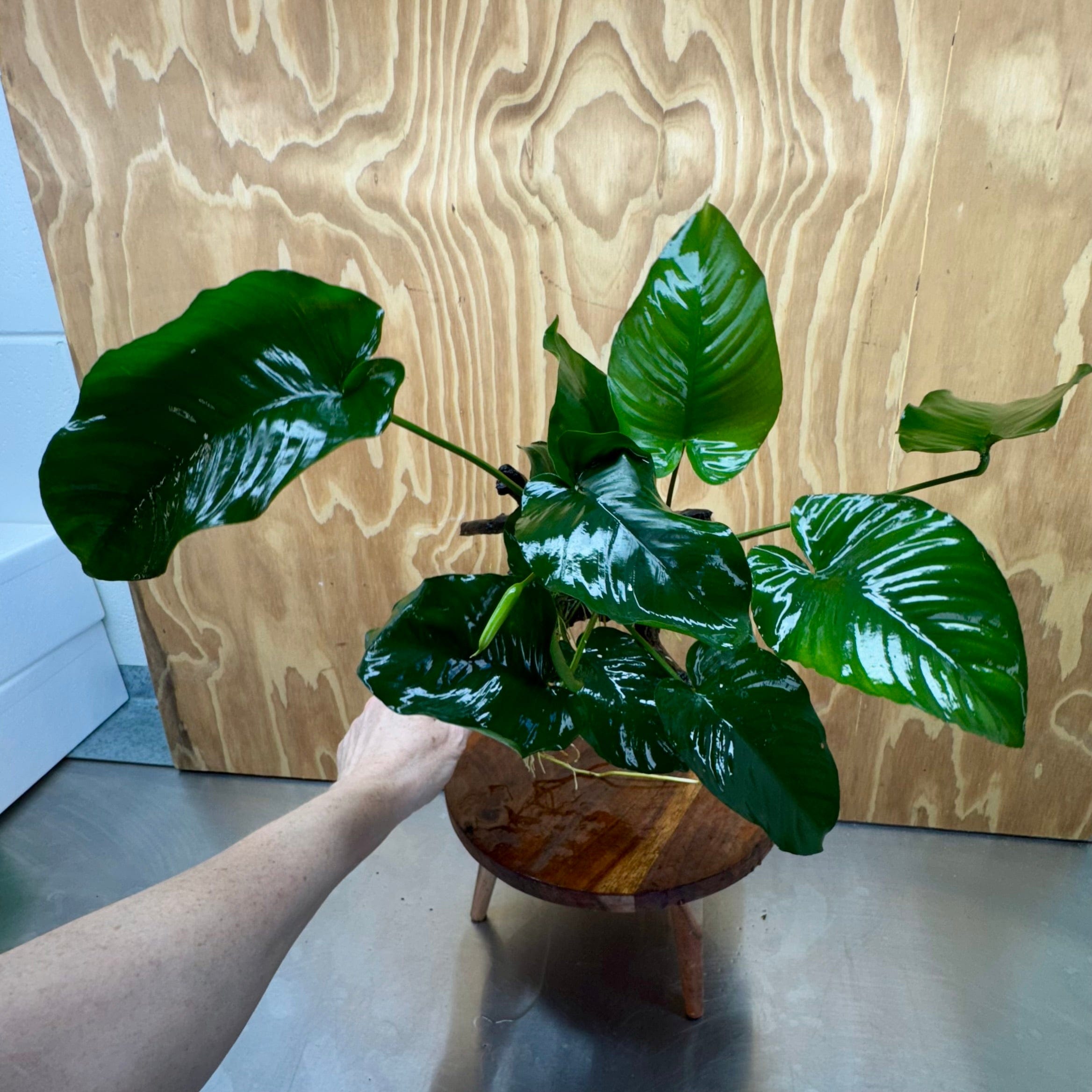 Scapeshop.com.au One Only Anubias 'Barteri' on Large Driftwood Creation - One Only - Strong Anubias Jenny on Medium Driftwood - ONE ONLY - Scapeshop