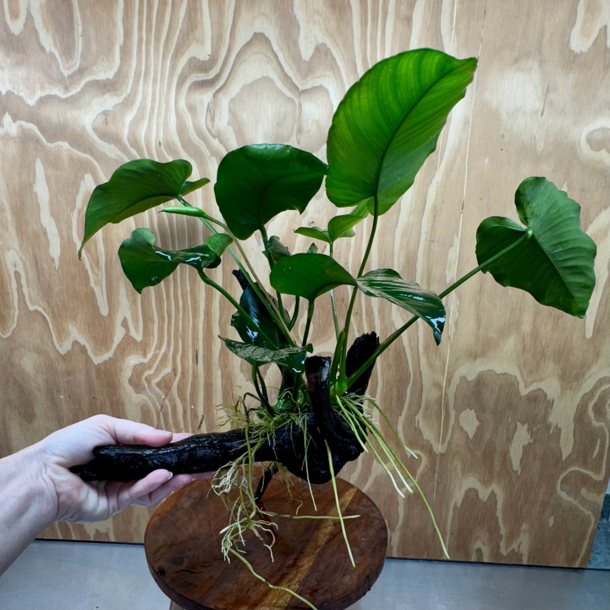 Scapeshop.com.au One Only Anubias 'Barteri' on Large Driftwood Creation - One Only - Strong Anubias Jenny on Medium Driftwood - ONE ONLY - Scapeshop