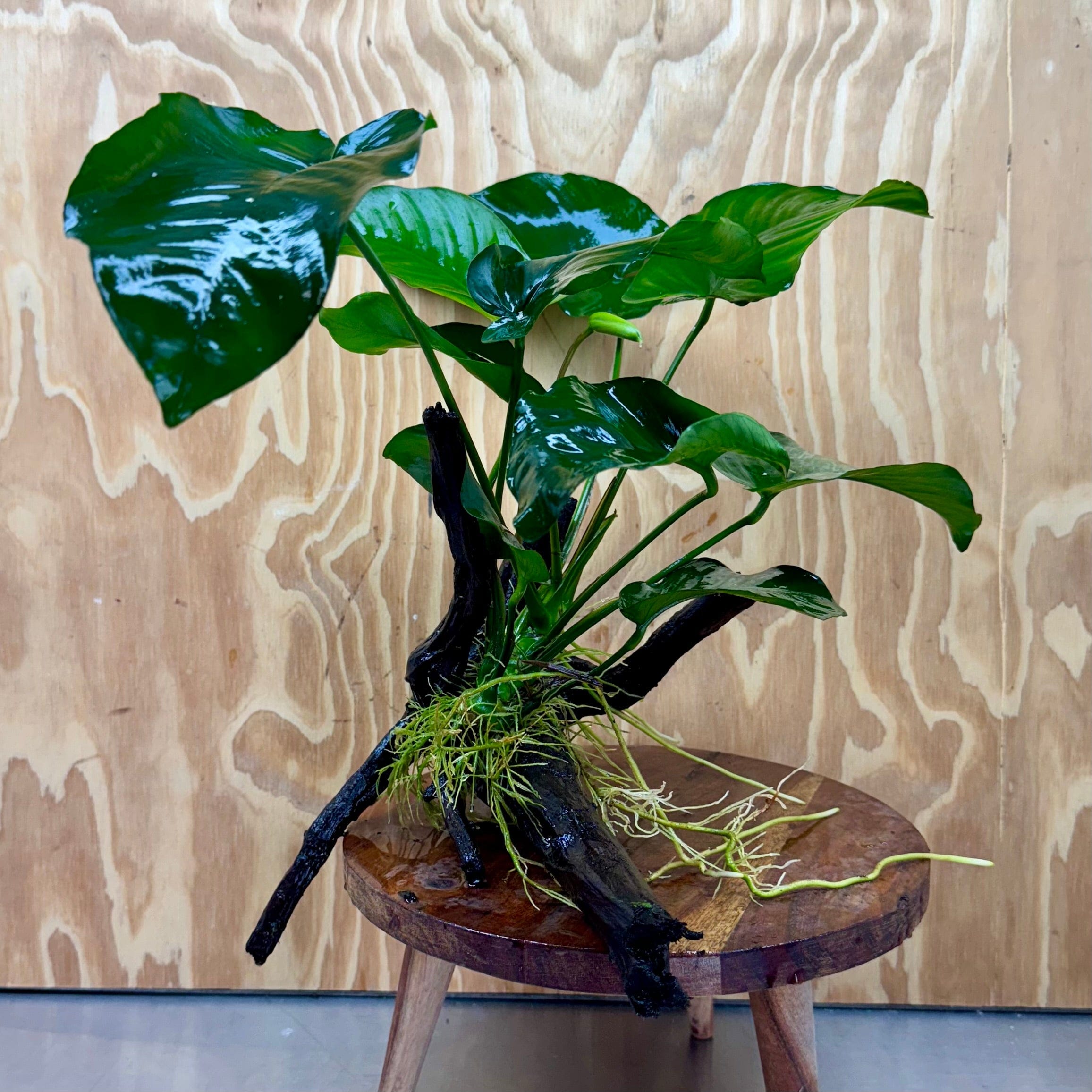 Scapeshop.com.au One Only Anubias 'Barteri' on Large Driftwood Creation - One Only - Strong Anubias Jenny on Medium Driftwood - ONE ONLY - Scapeshop