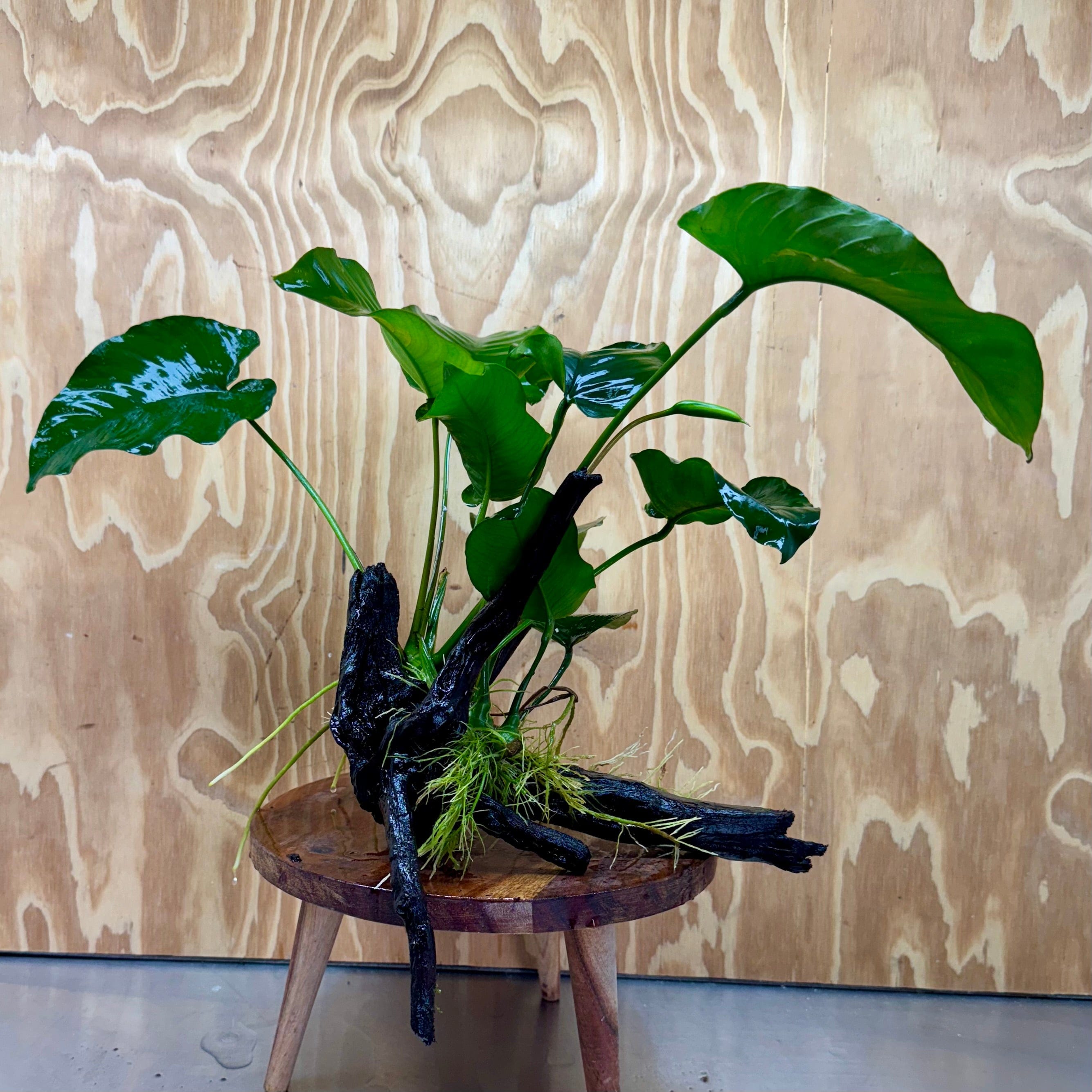 Scapeshop.com.au One Only Anubias 'Barteri' on Large Driftwood Creation - One Only - Strong Anubias Jenny on Medium Driftwood - ONE ONLY - Scapeshop
