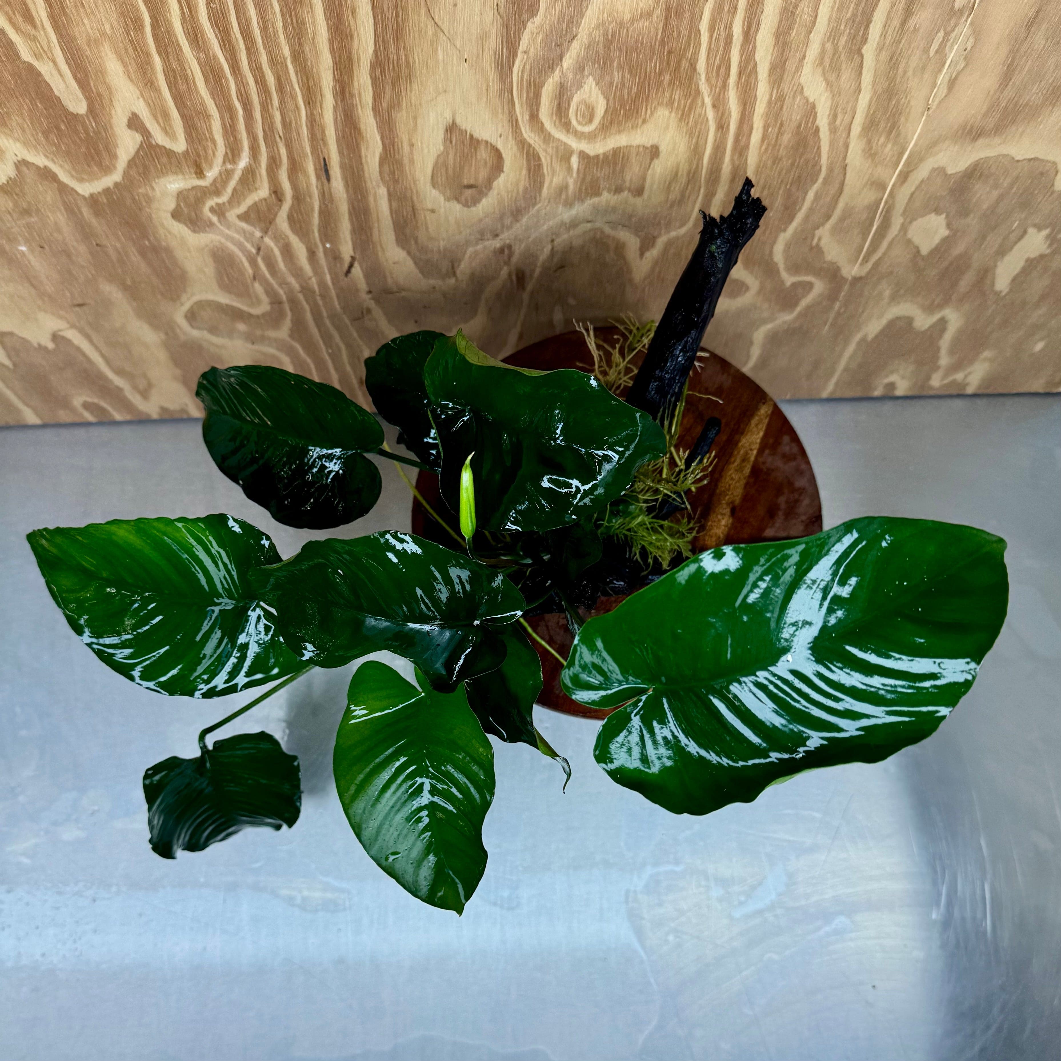Scapeshop.com.au One Only Anubias 'Barteri' on Large Driftwood Creation - One Only - Strong Anubias Jenny on Medium Driftwood - ONE ONLY - Scapeshop